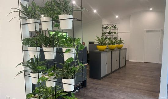 Budget Price Coco Peat Products Manufacturer for Office Gardening in Mauritius