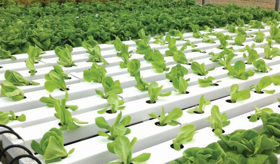 Buy Best Quality Cocopeat for your Horticulture in Tamilnadu