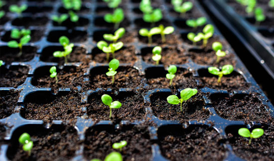 Best Cocopeat for Seedling Nurseries in Tamilnadu