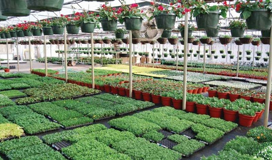 Low Cost Coco Peat for Floriculture Applications in TamilNadu