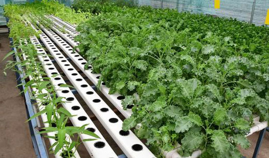 Purchase Best Quality Cocopeat for your Hydroponics in Curepipe