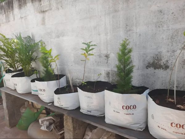 Coco Peat Grow Bags with Plants